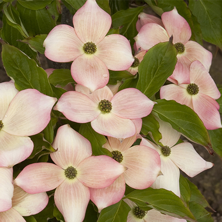 light pink dogwood flowers