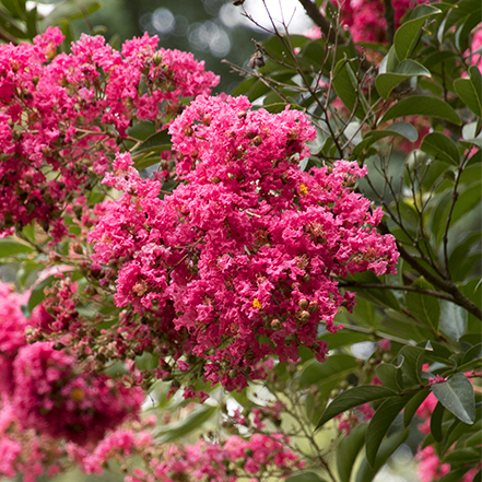 pink crape myrtle flowers