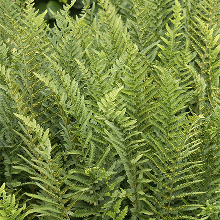 fern foliage