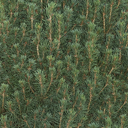 dense branches and needles of dwarf alberta spruce