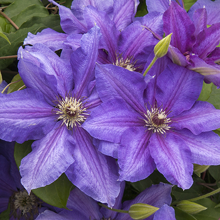 Vancouver™ Starry Nights Clematis