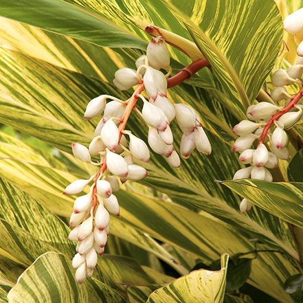 clusters of white and pink flowers on variegated shell ginger