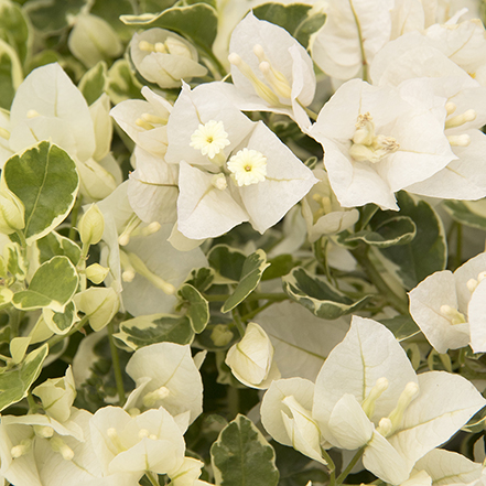 white bougainvillea bracts and flowers with variegated leaves