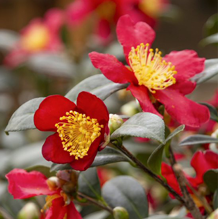 red and yellow camellia flowers