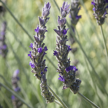 tall lavender flowers and light green stems