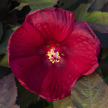 red hibiscus flower