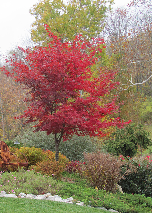 japanese maple in landscape with red fall foliage