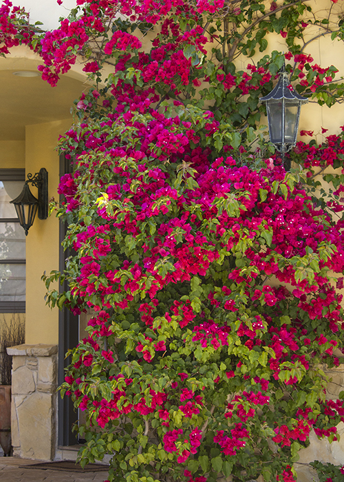vivid magenta-red flowers on bougainvillea vine growing in front of house