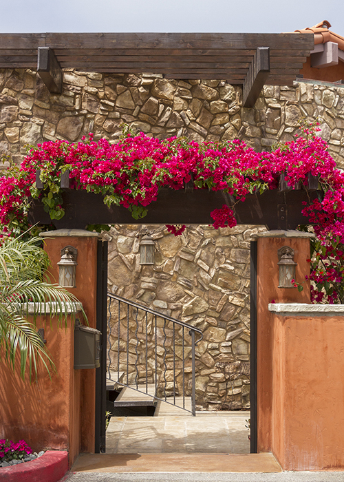 magenta red barbara karst bougainvillea grows over an arbor and gate