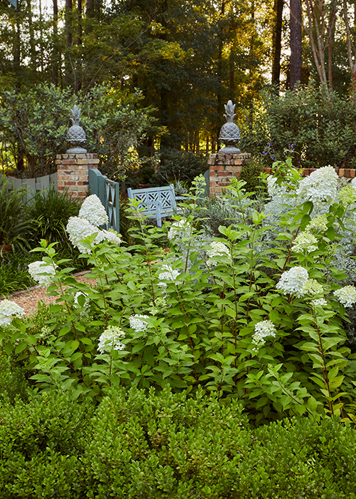 white hydrangeas near a pathway