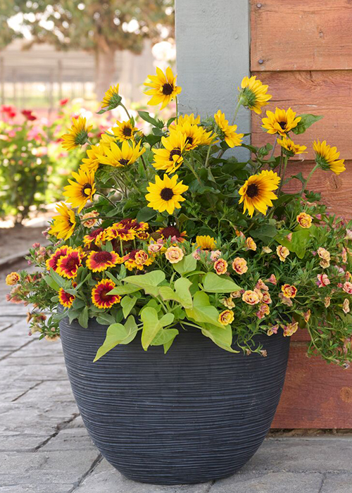 yellow sunflower and coreopsis in container