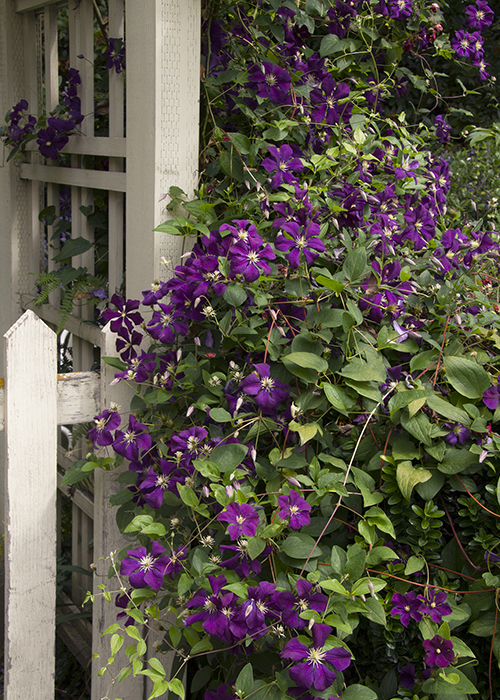 deep purple clematis flowers on trellis and fence by house