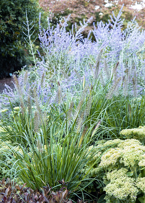 ginger love fountain grass in landscape with russian sage