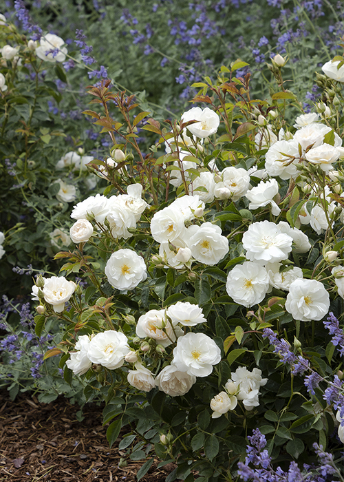 white groundcover roses with purple catmint flowers