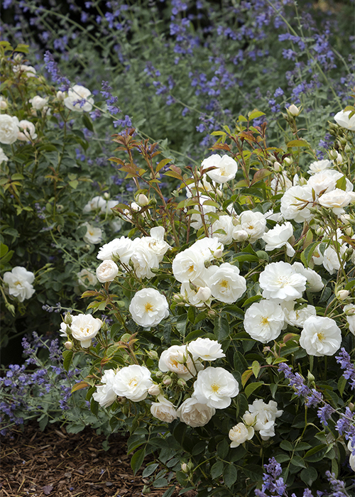 nitty gritty white rose in border