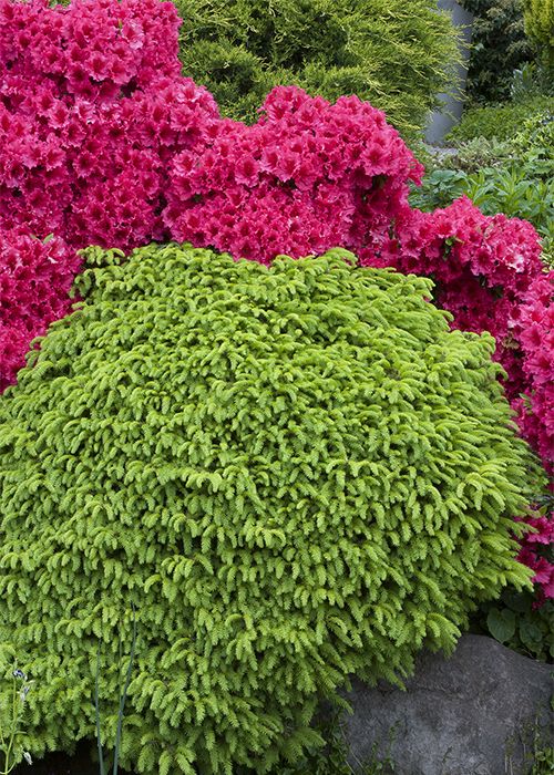 bright green little gem norway spruce in front of a pink-blooming rhododendron