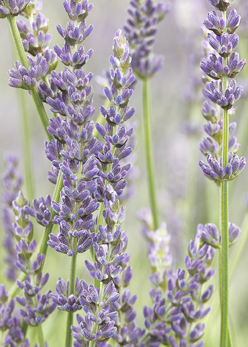 riverina thomas french lavender