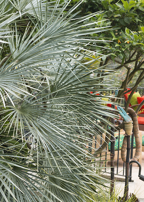 palm in tropical garden