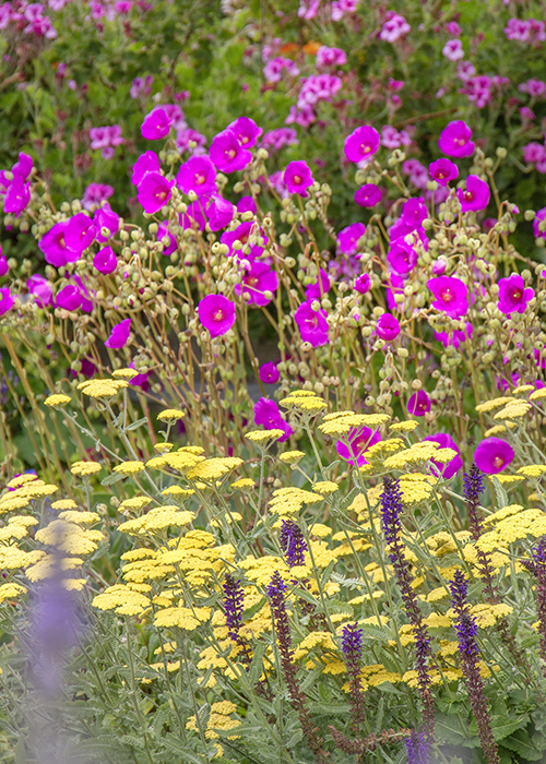 purple salvia flowers, yellow yarrow flowers and pink flowers