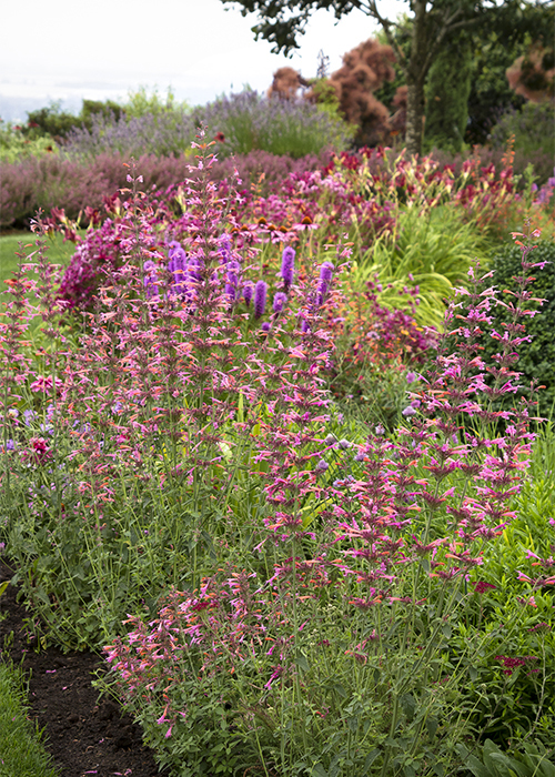 colorful hummingbird garden with agastache flowers