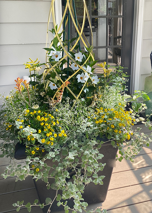 yellow and green summer container planting