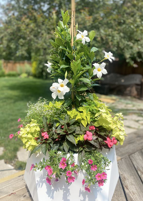 white mandevilla and annuals in white container