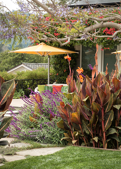 tropical landscape with canna