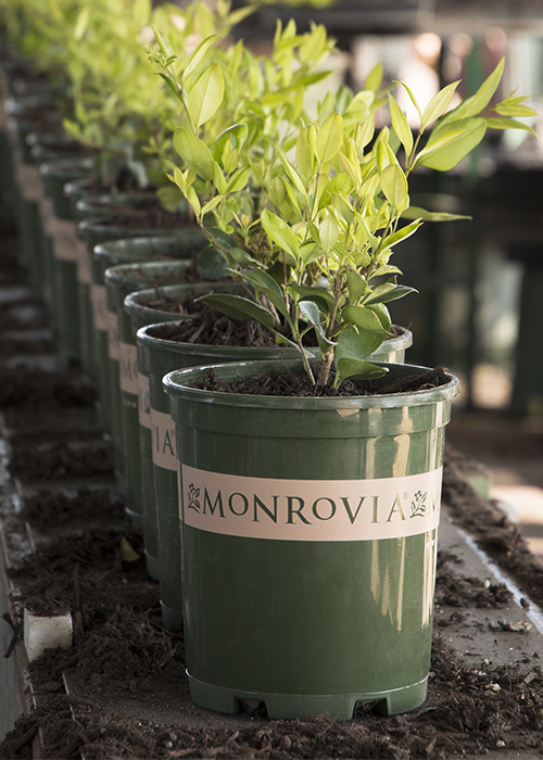 healthy soil in a monrovia container