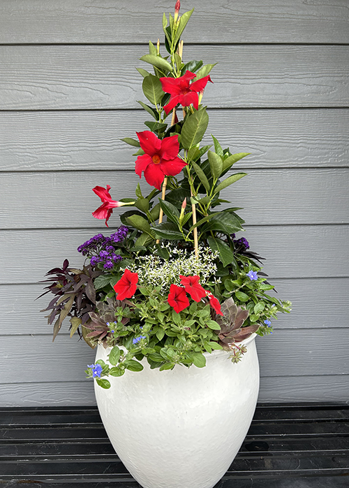 red mandevilla and annuals in white summer container