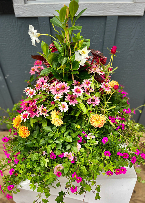 annuals and mandevilla in container