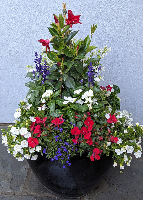 summer container in black pot with red mandevilla and red, white and blue annuals