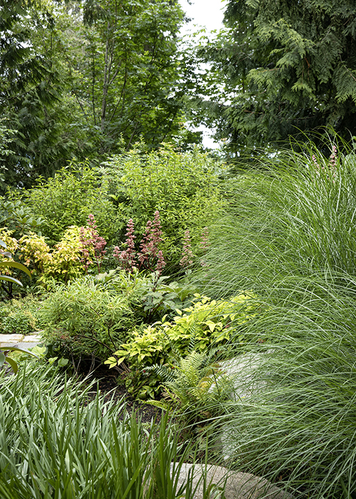 woodland garden border with grasses and shrubs