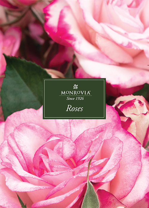monrovia rose guide cover