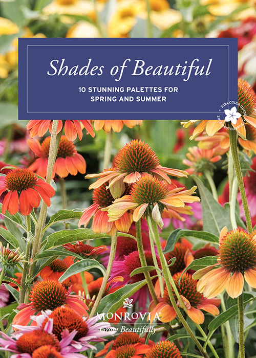 shades of beautiful guide cover