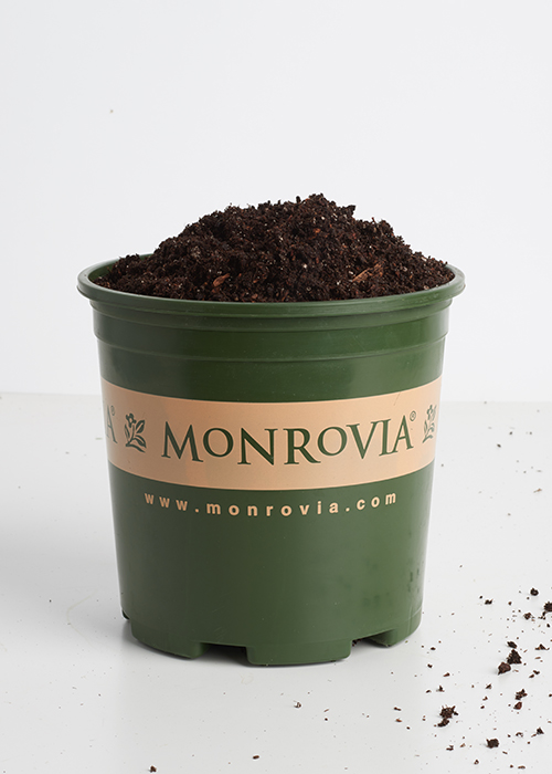 soil in green monrovia pot