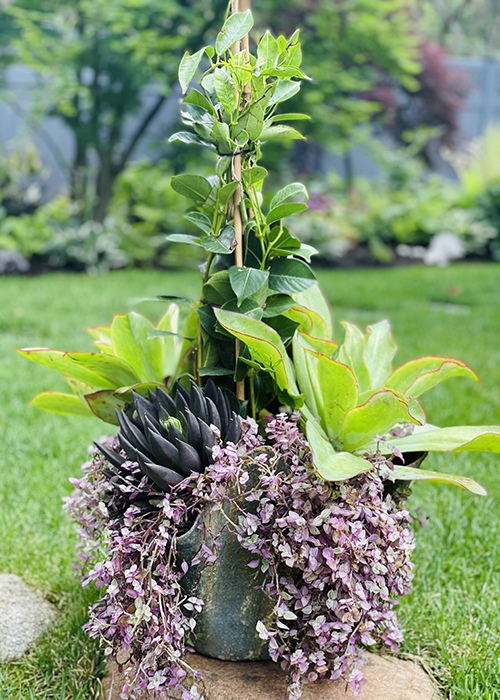 succulents and white mandevilla