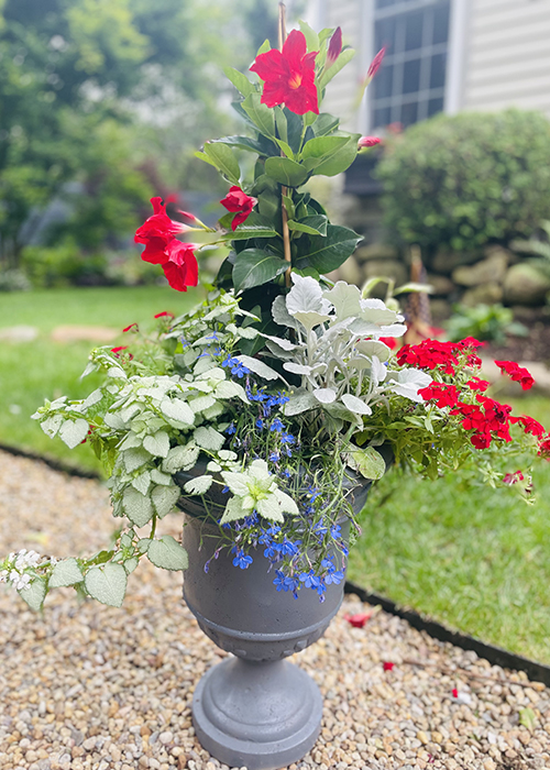 red mandevilla flowers in urn container