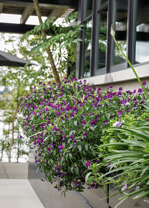 window box with violas