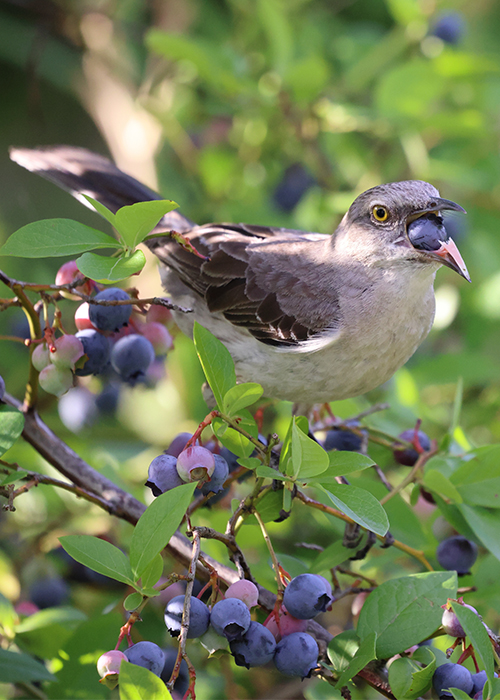 bird with blueberry in its mouth