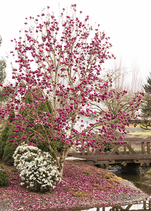 small magnolia tree with dark pink flowers