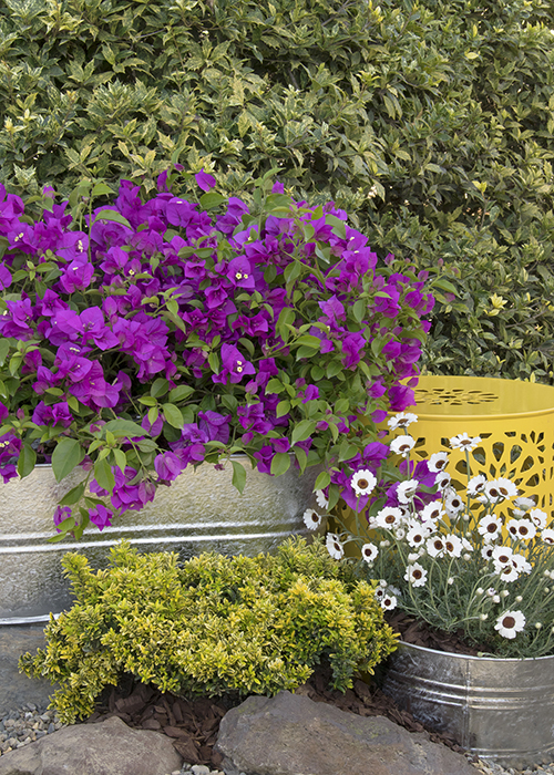 purple queen bougainvillea in a large container
