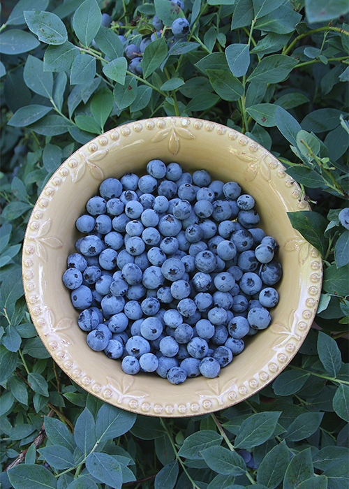 blueberry harvest in bowl