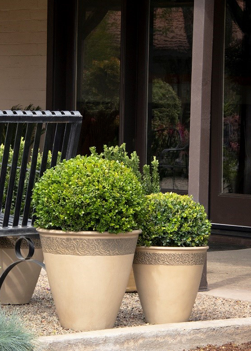 boxwood globes in containers