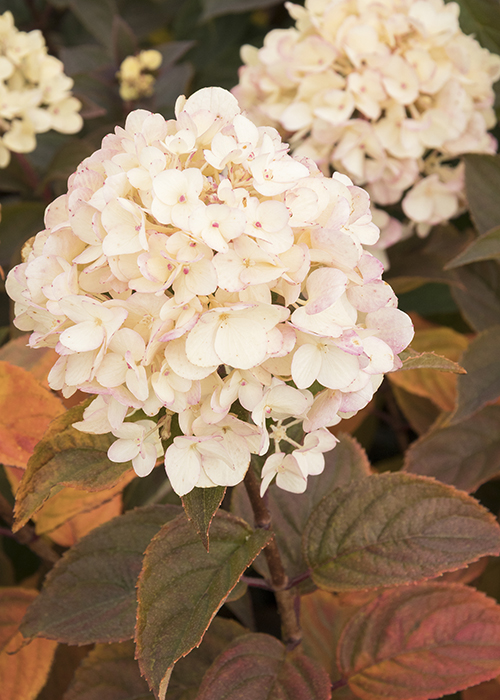 candy apple panicle hydrangea flowers with pink plush and red foliage