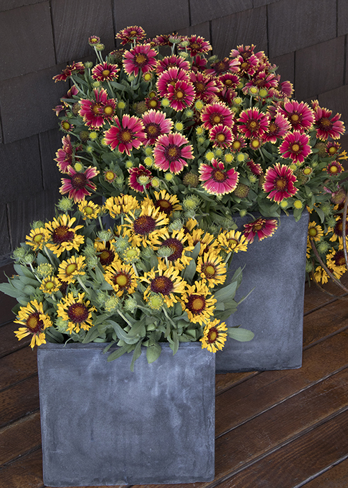 yellow and red blanket flowers in gray containers