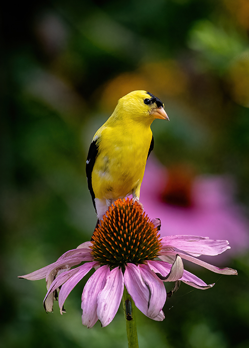 yellow goldfinch bird on top of a purple coneflower