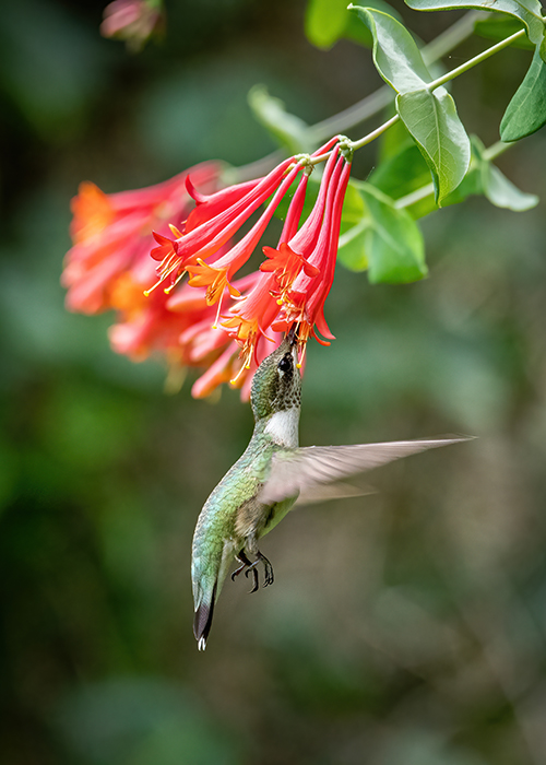 a hummingbird drinks nectar from an orange honeysuckle flower