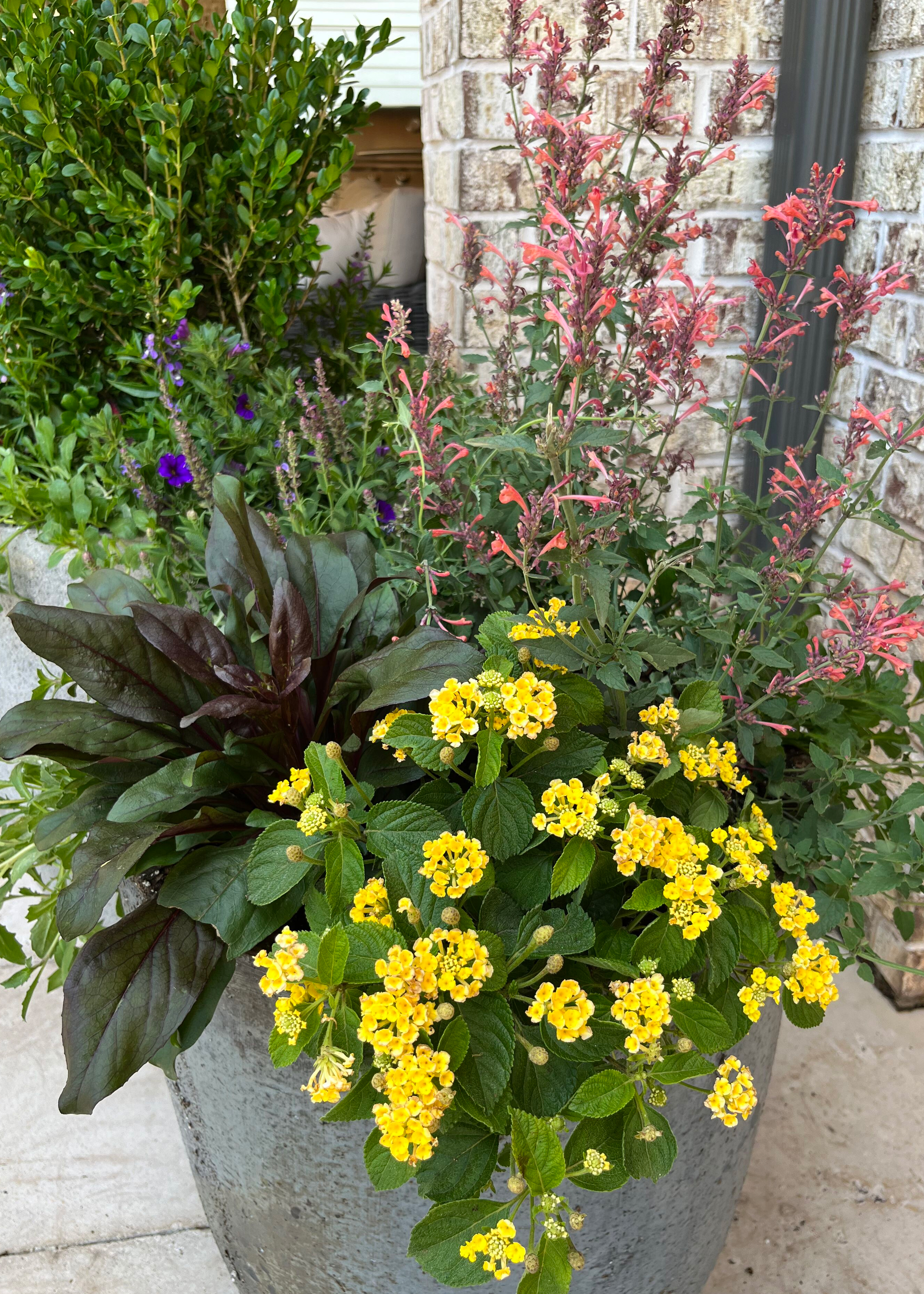 lantana and agastache in container