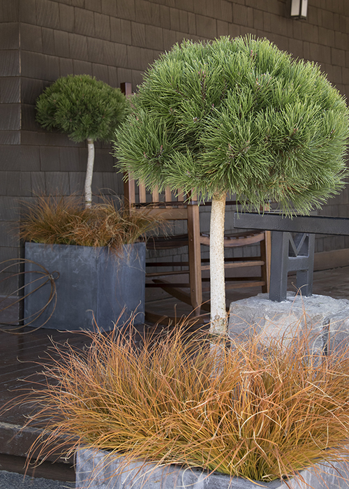 mugo pine topiary in container with sedge