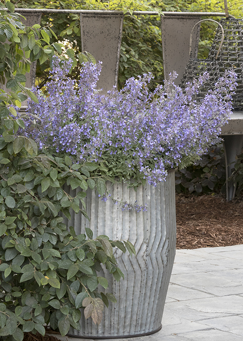 purple catmint flowers in silver container